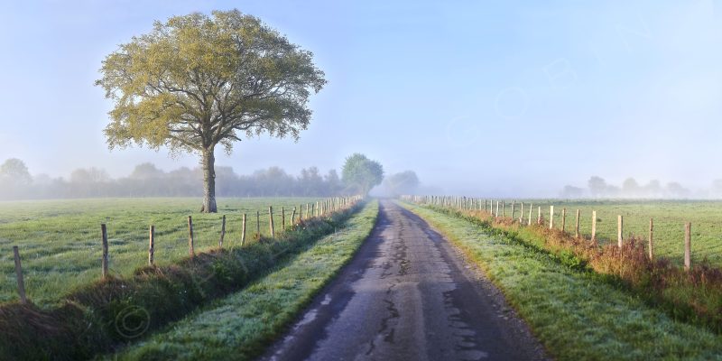 Vue d'un grand chêne et route hivernale à Vigneux de Bretagne avec un peu de brume
