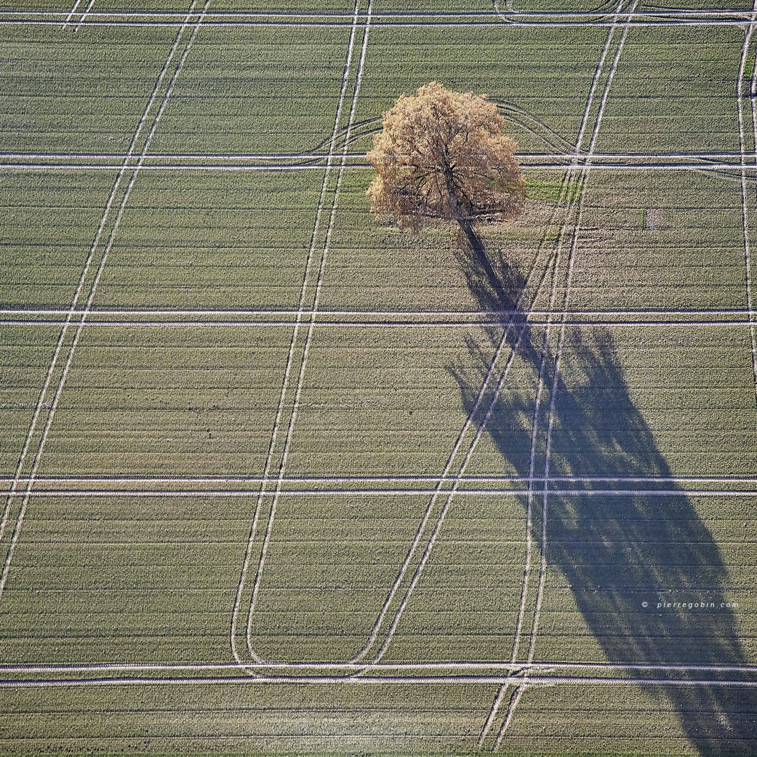 Vue aérienne en paramoteur d'un arbre isolé dans un pré à Guéméné