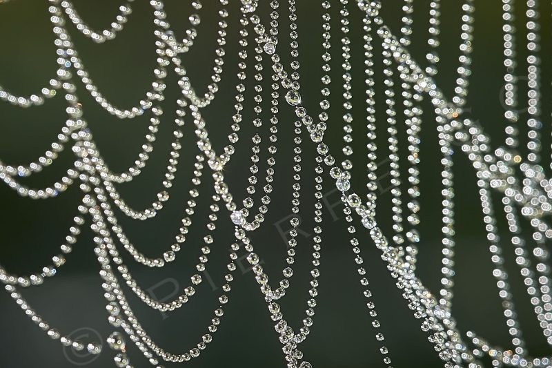 Toiles d'araignée le matin formant des colliers de perles argentées