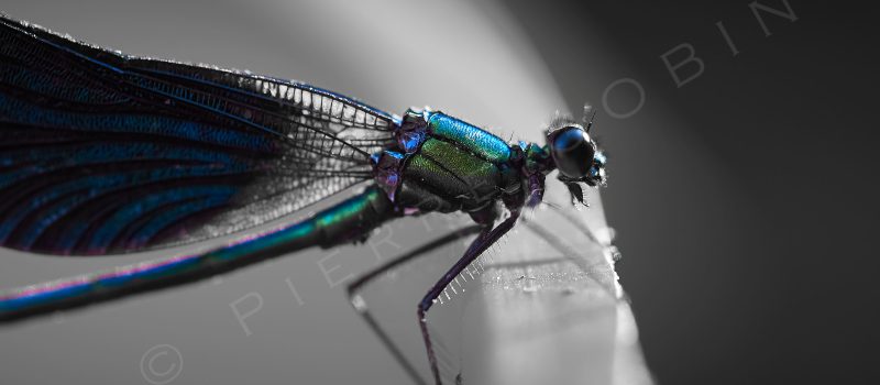 Libellule bleue-verte vue de très près avec détail sur les yeux