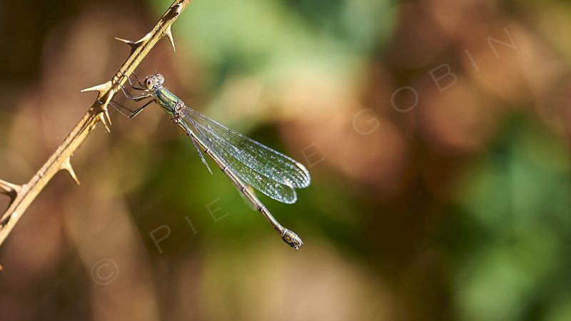 Libellule verte sur une ronce