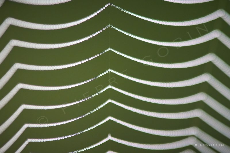 Toiles d'araignée le matin formant des rideaux de perles argentées