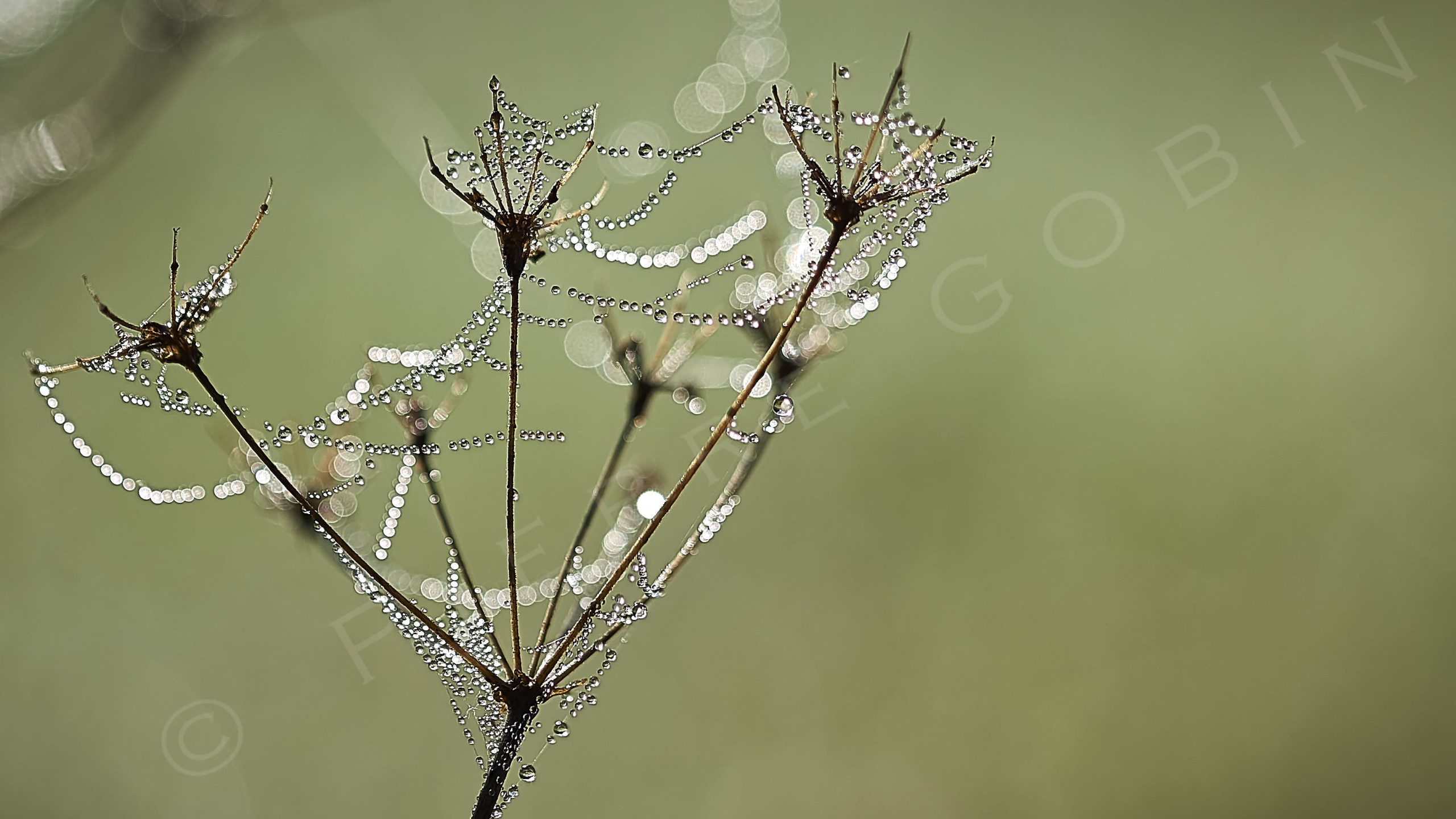 Perles de rosée sur toile d'araignée sur une graminée