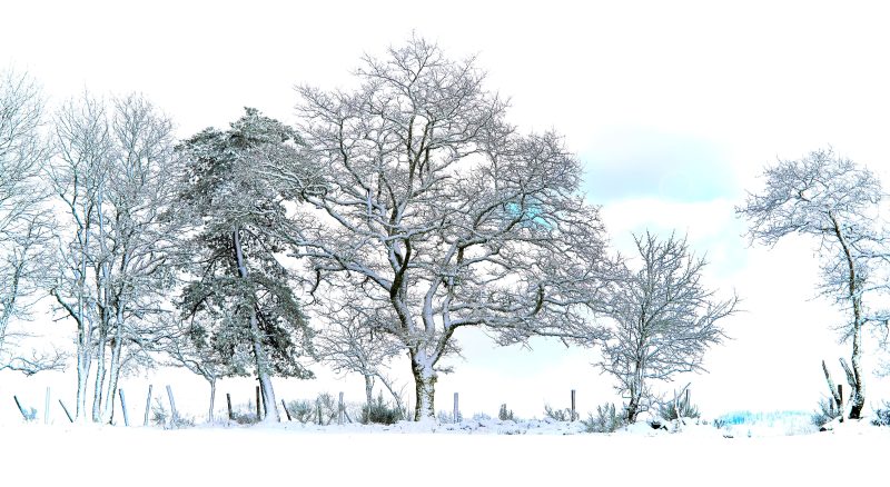 Arbre enneigé au pays des Mille Vaches avec une lumière bleutée