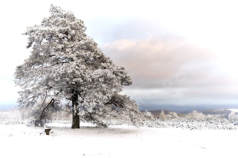 Arbre enneigé au pays des Mille Vaches avec un aspect majestueux