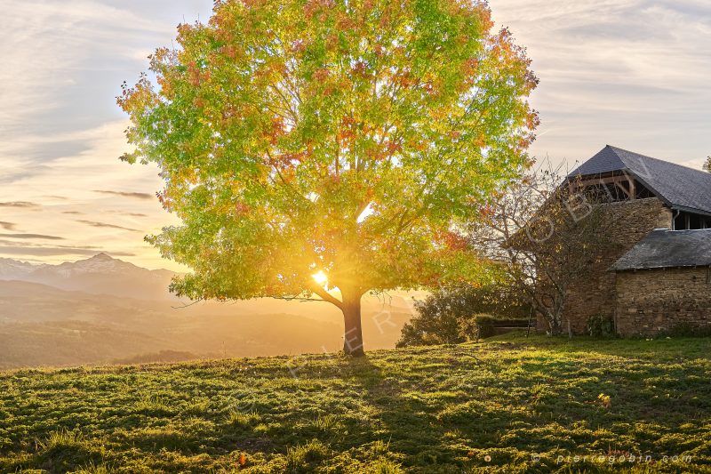 Arbre magique ébloui par le coucher du soleil dans les Pyrénées (vue de près)
