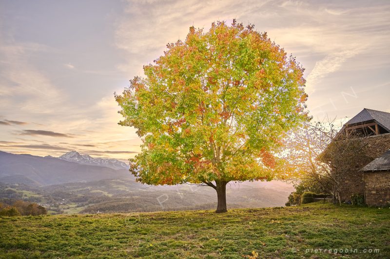 Arbre magique ébloui par le coucher du soleil dans les Pyrénées (vue globale)