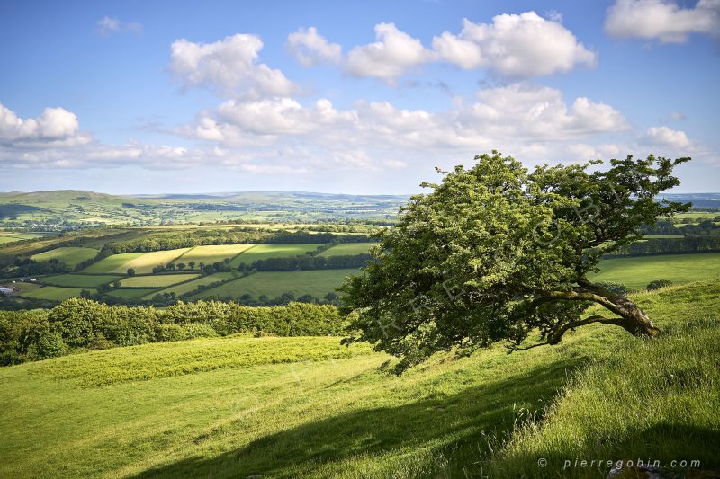 Arbre penché par le vent à St Michael's Church à Brentor en Angleterre