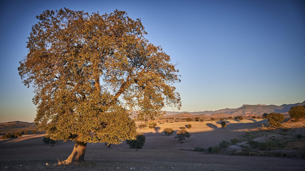 20170107 Raid Andalousie 6983   