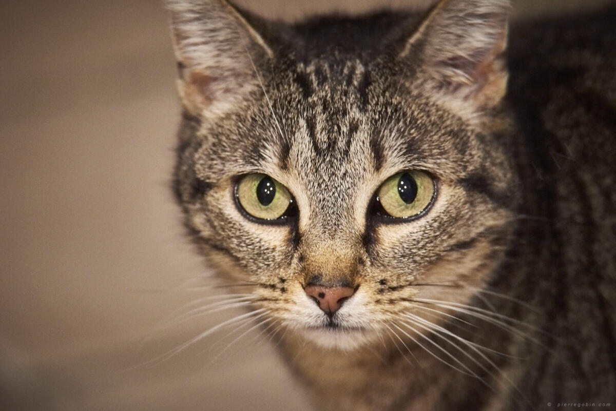 10 Ma petite chatte Tibou vue de près de 3 m ! 