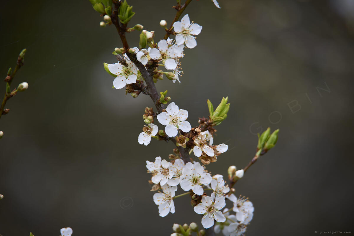 20 Prunier en fleur : admirez le bokeh M'sieurs Dam ! 