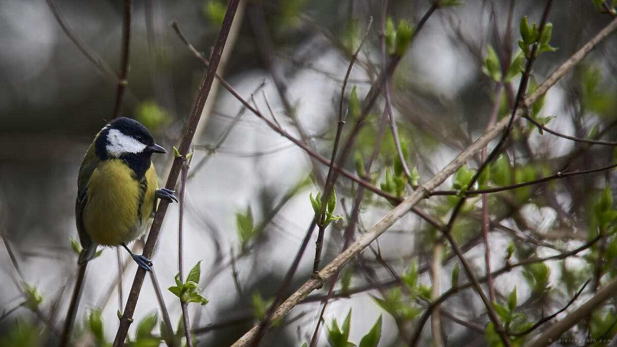 50 Mésange en plein repéragee de nid 