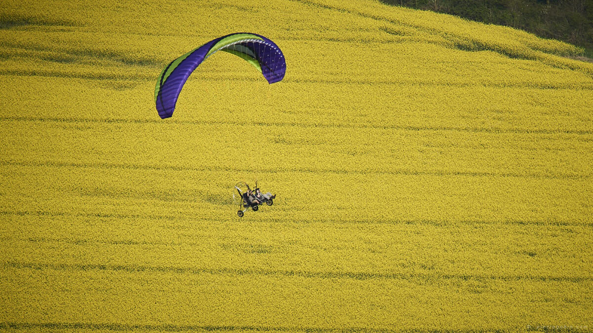 Raphael en plein colza