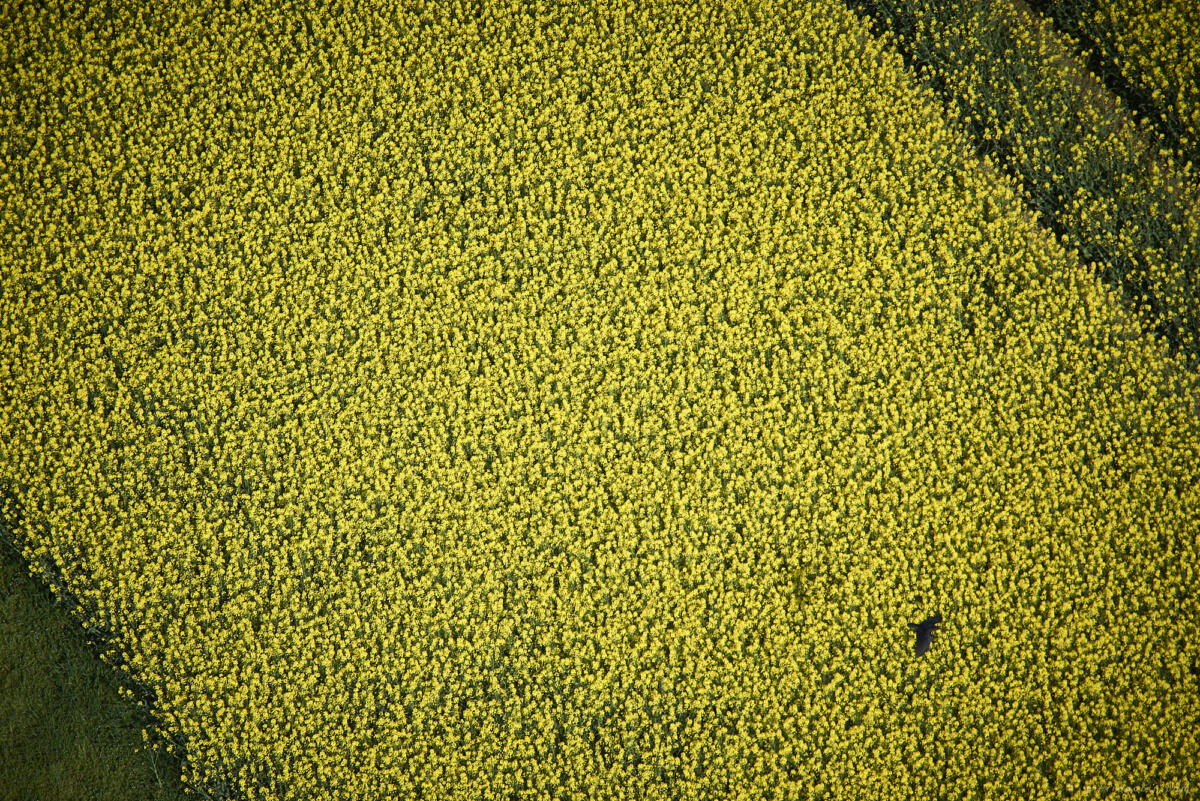 Vol de buse sur colza