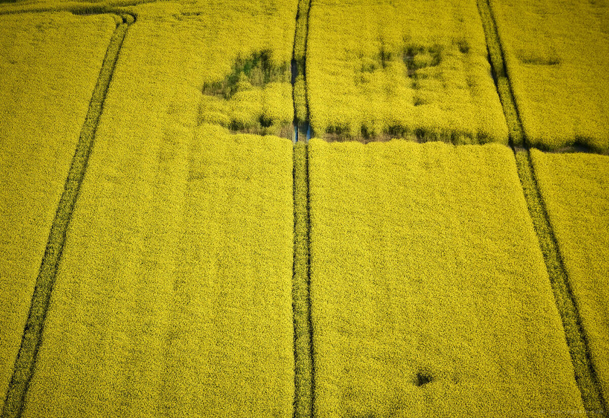 Parallèles de colza