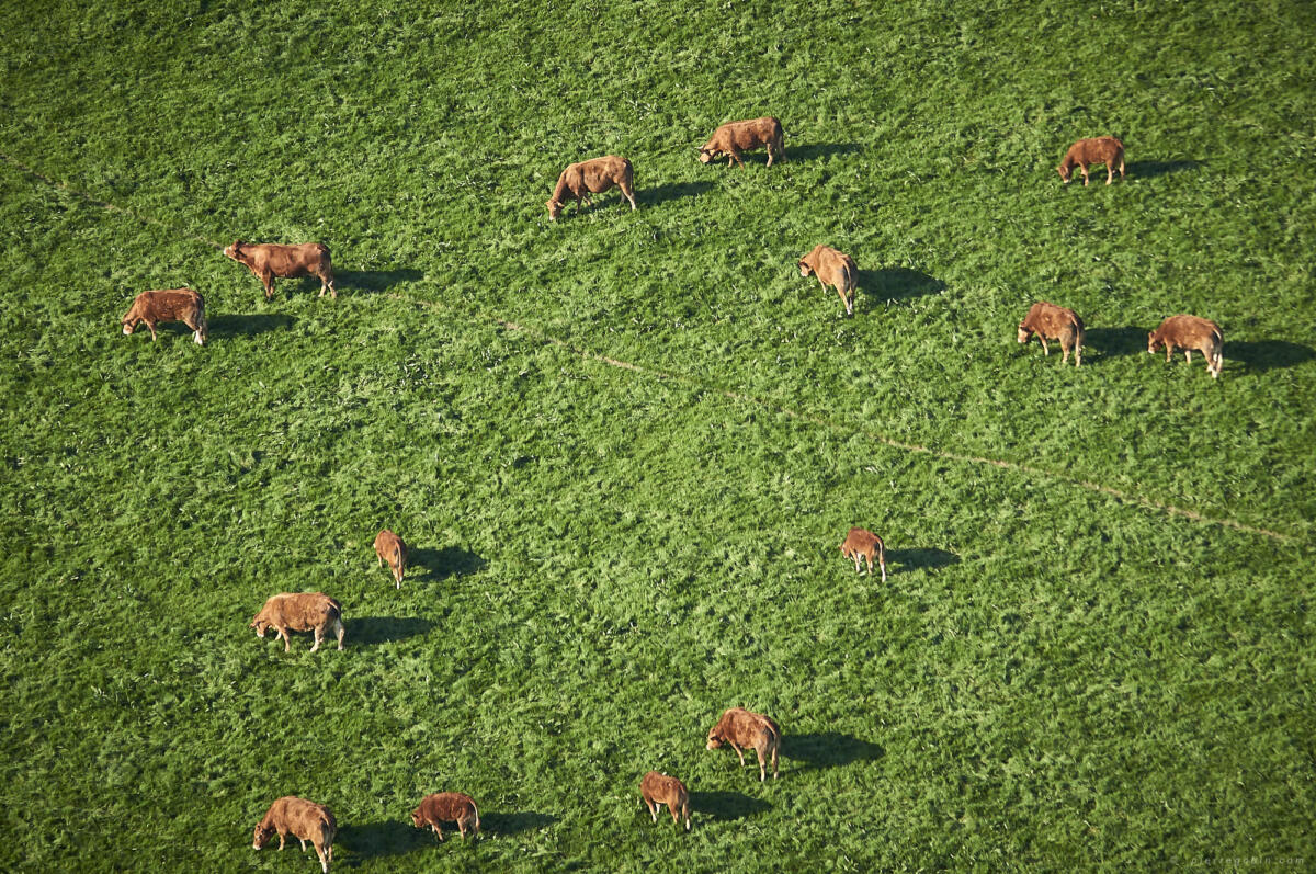Assemblage de vaches