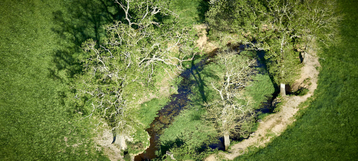 Bosquet vu d'un autre angle...