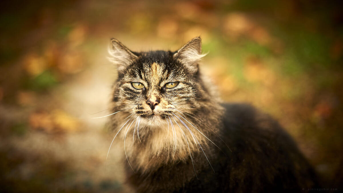 Une chatte appelée 'Chatouille' !  