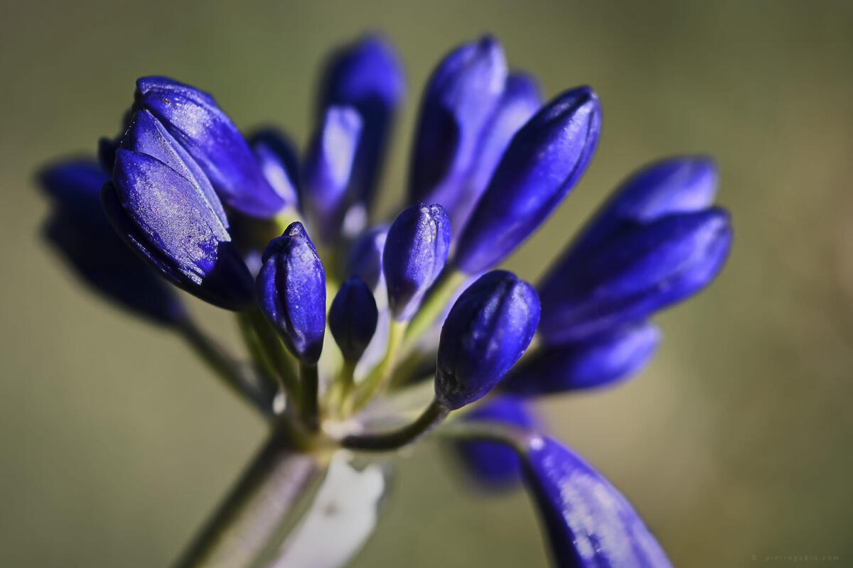 Amarante au 90 macro  avec le nouveau Nikon Z7