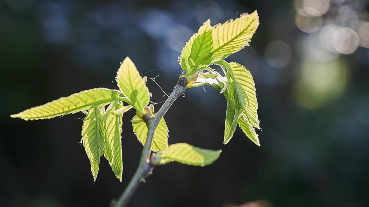 20200418 nature 1062    