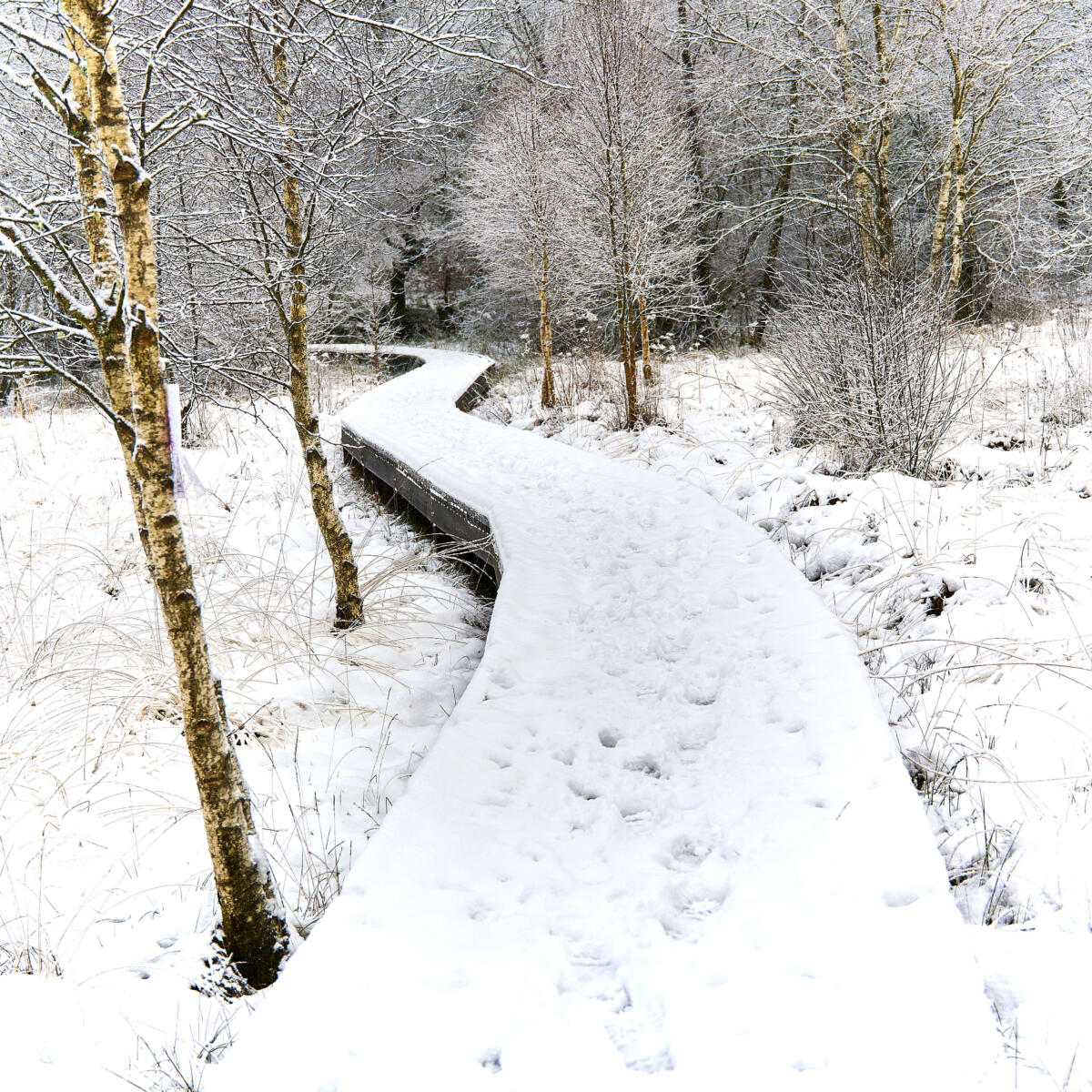 20201229 balade MilleVaches 5203  