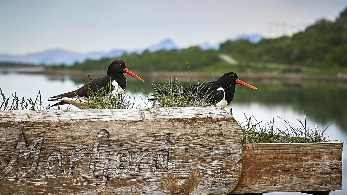 20220412 Scandinavie 1249