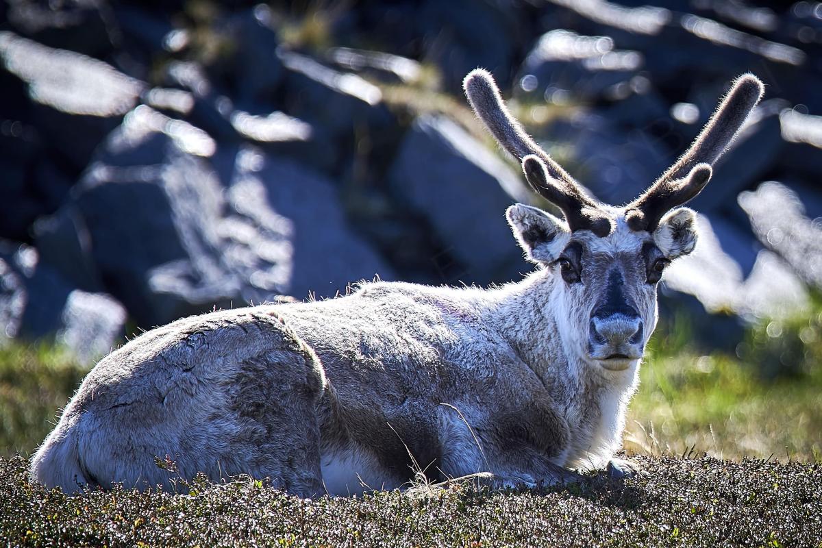 20220412 Scandinavie 1395