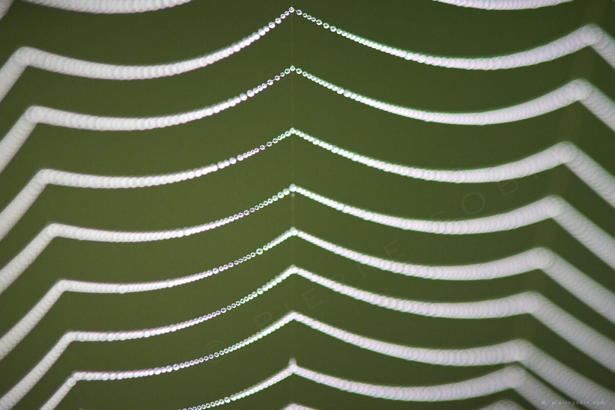 Toiles araignée  