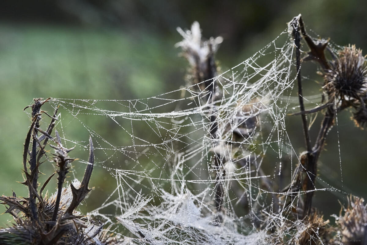 230 toiles araignee suite    