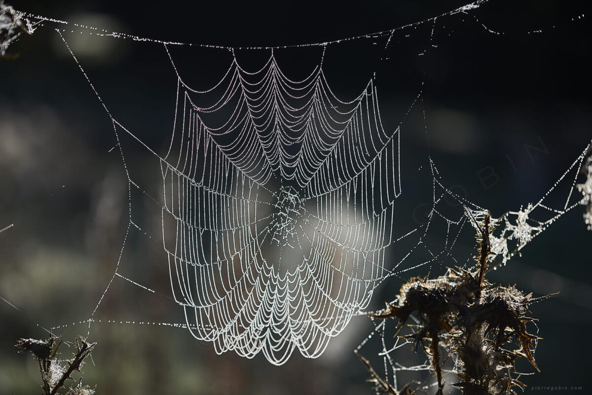 220 toiles araignee suite    