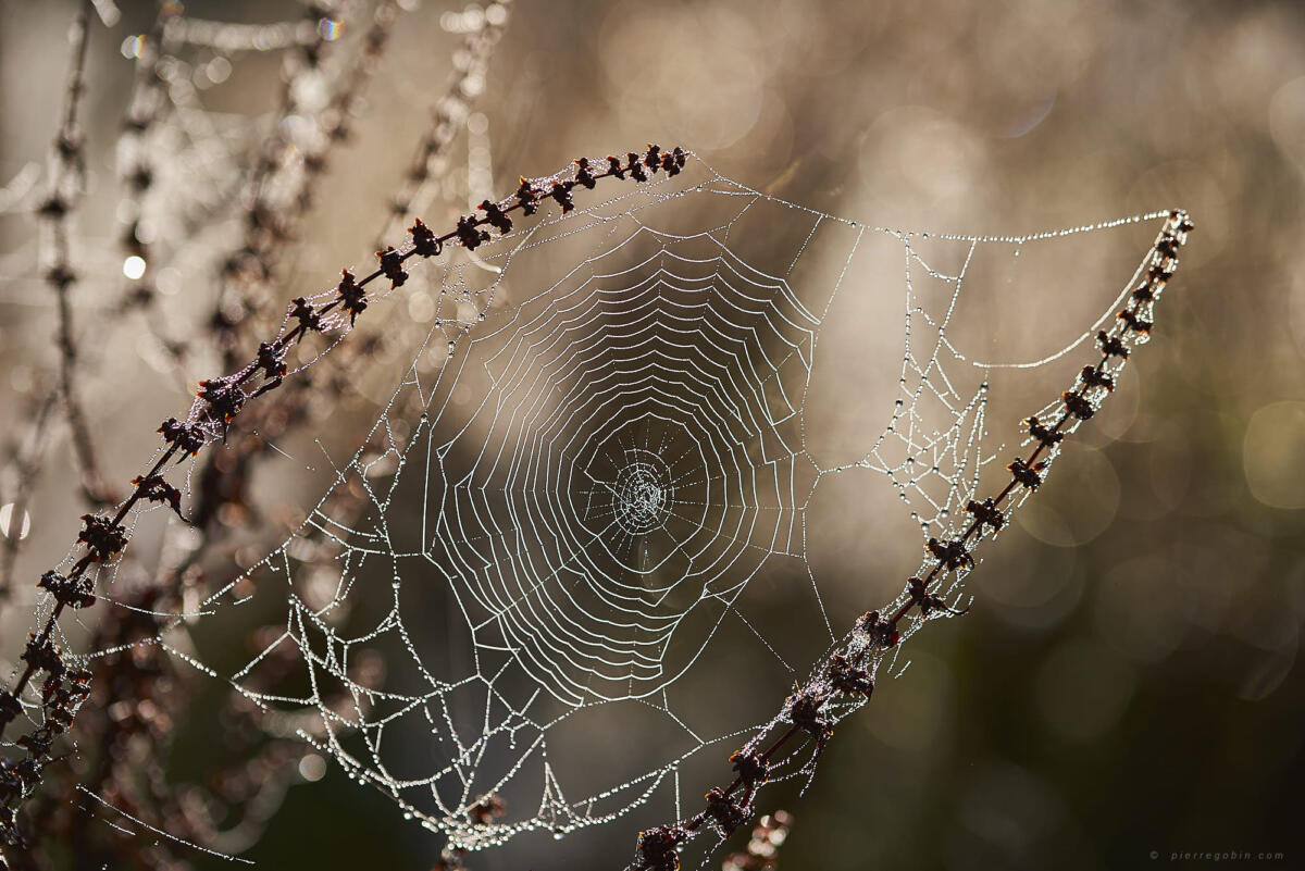 210 toiles araignee suite    