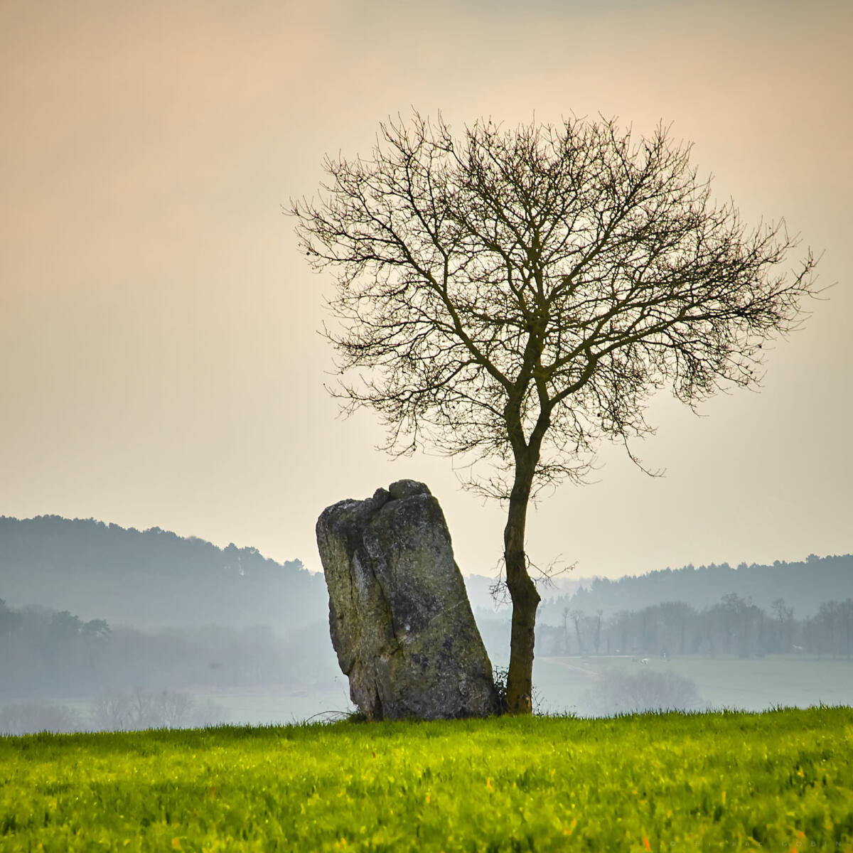 Arbre à Malestroit (44)       