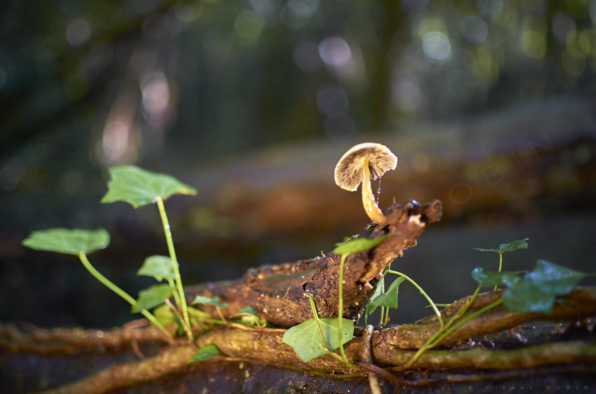 Champignon du matin       