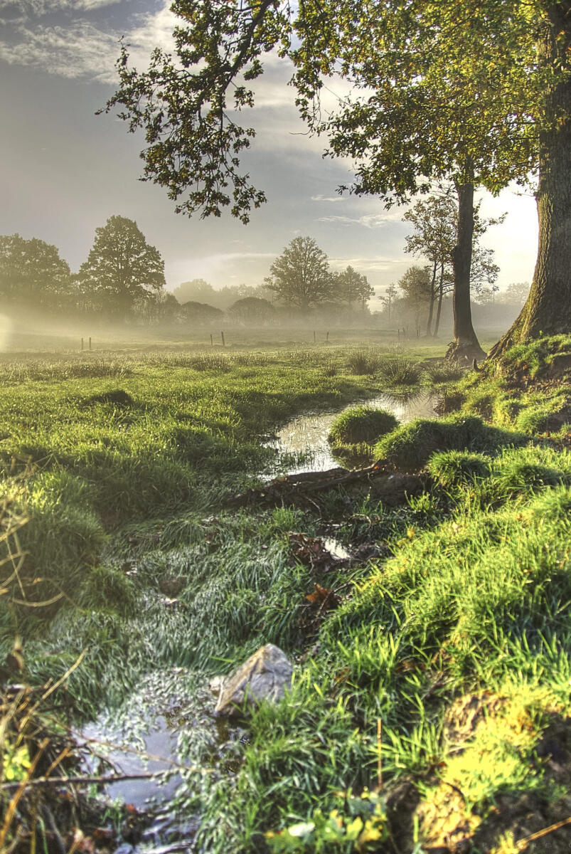 Matin à Vigneux (44)       