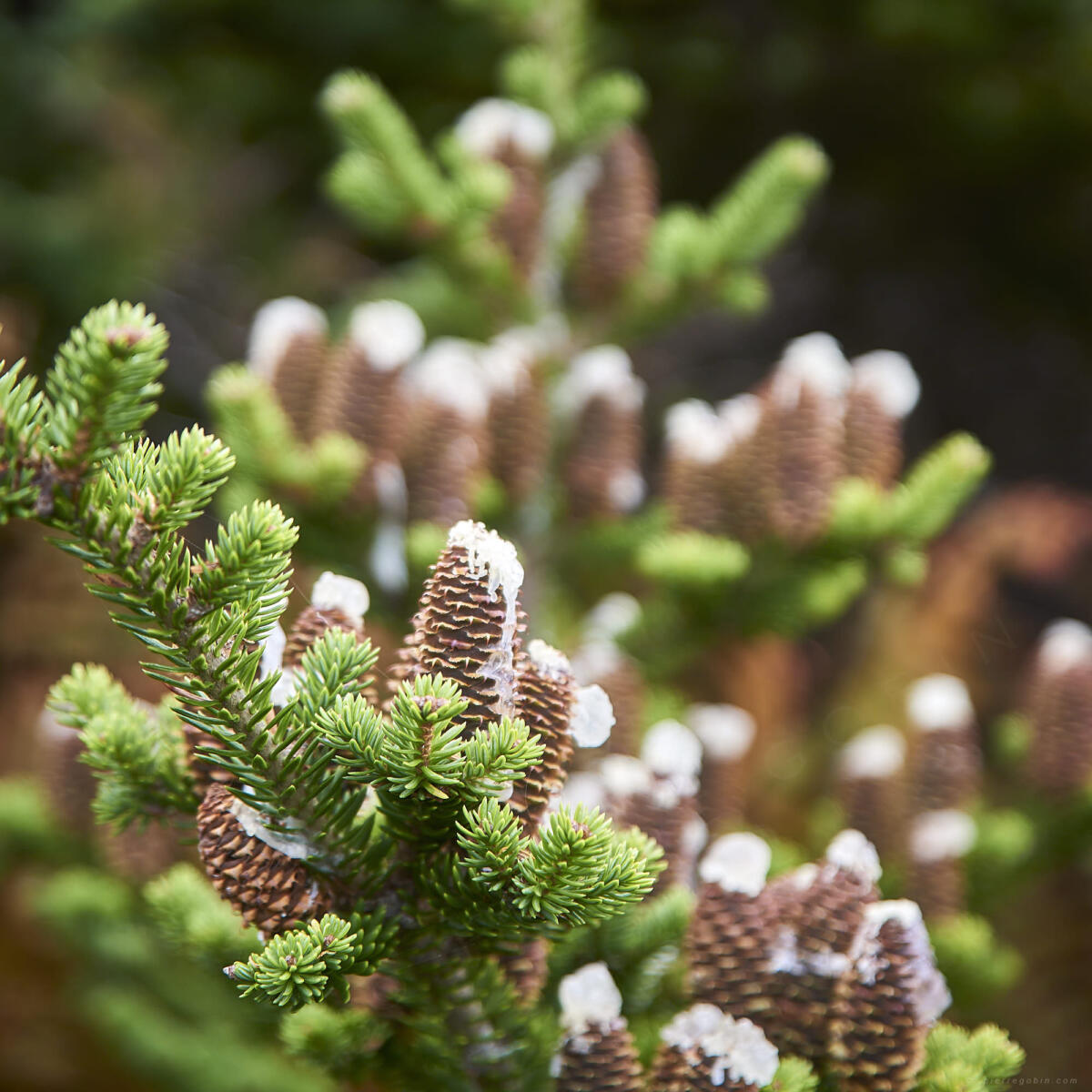 Sapin à St Pierre et Miquelon 0687   