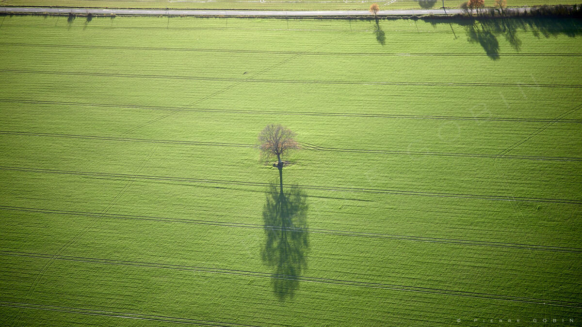 Arbre Guemene (44)                              