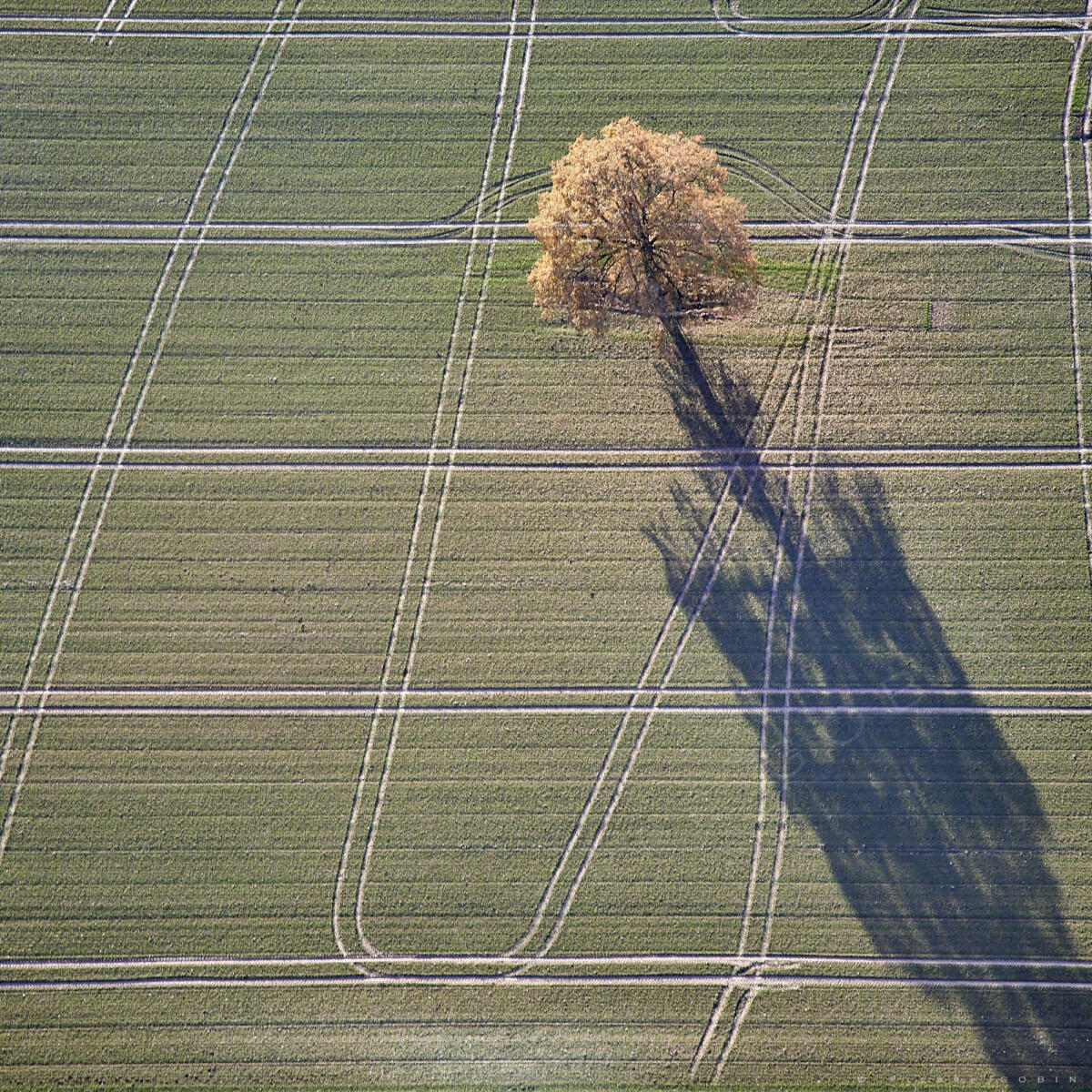 Arbre 2 Guemene (44)                               
