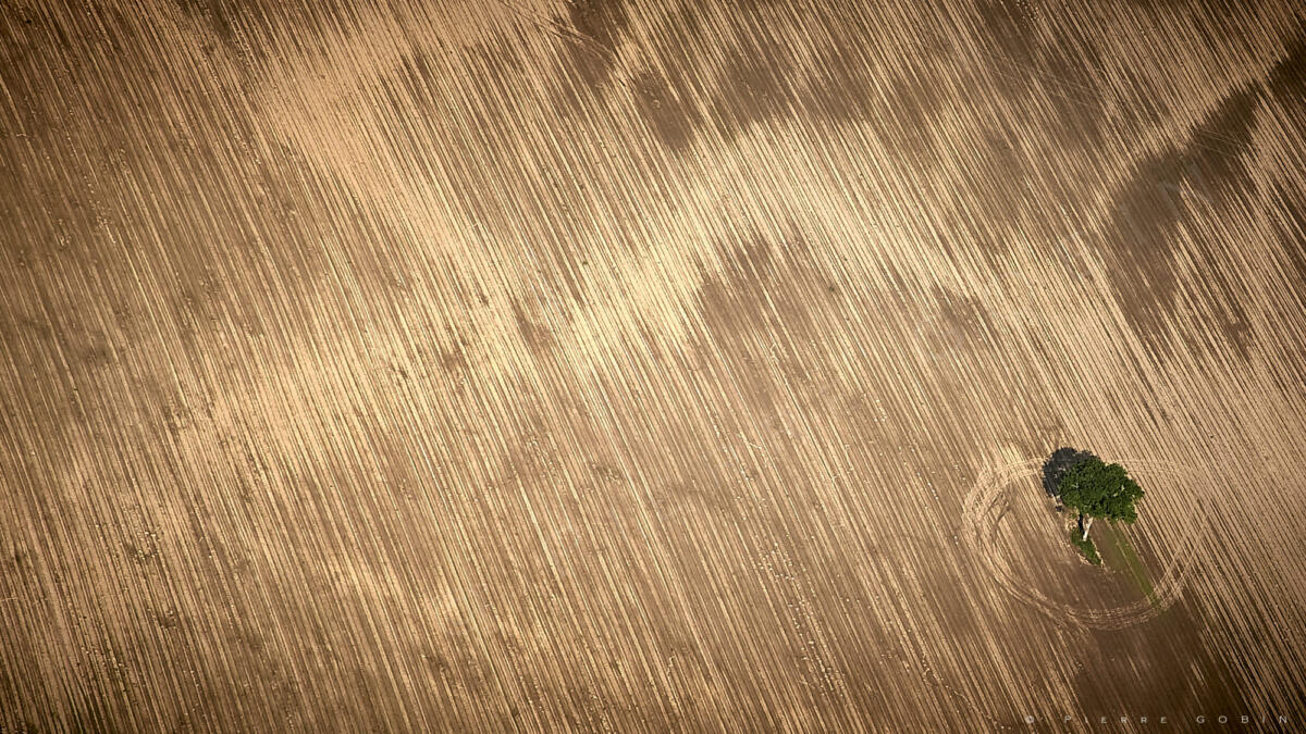 Arbre Prefailles (44)                                   